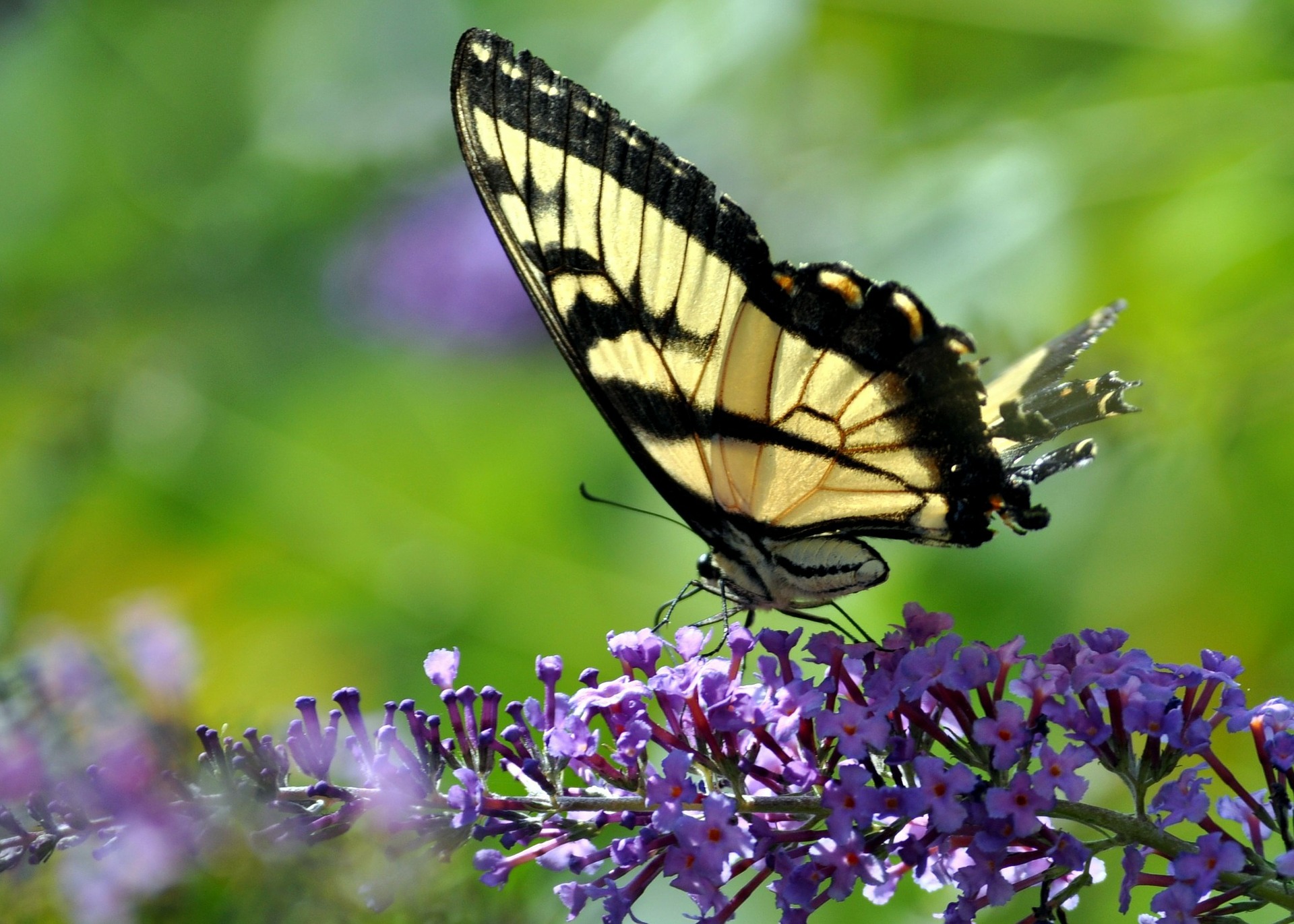 butterfly-224755_1920